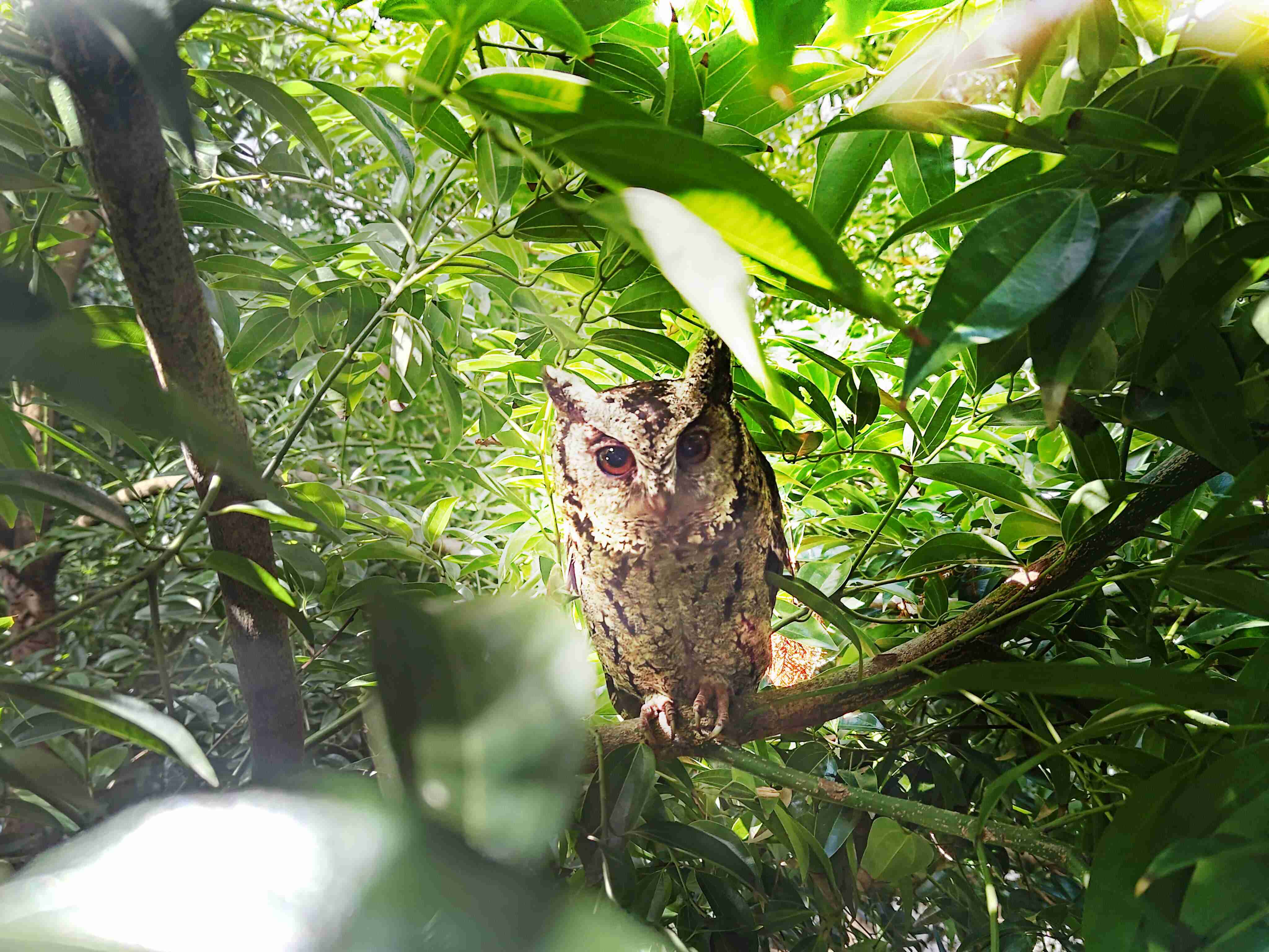 彩霸王致力提倡净零绿生活，，，，16年以来在全球各厂区植树逾百万棵，，，造就各厂区树木蔚然成林，，犹如森林工厂，，，，成为许多生物的栖息地